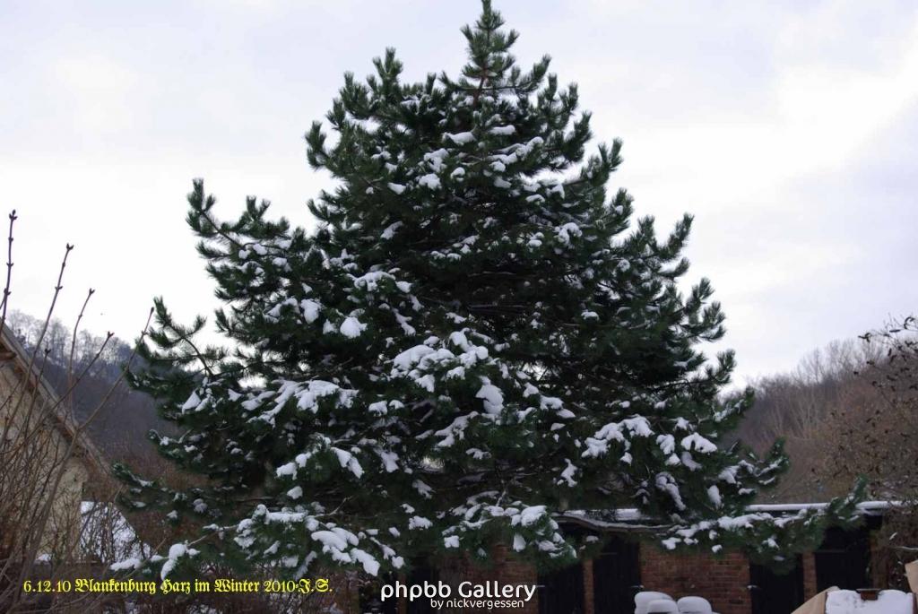6.12.10 Winter in Blankenburg-Harz (16)