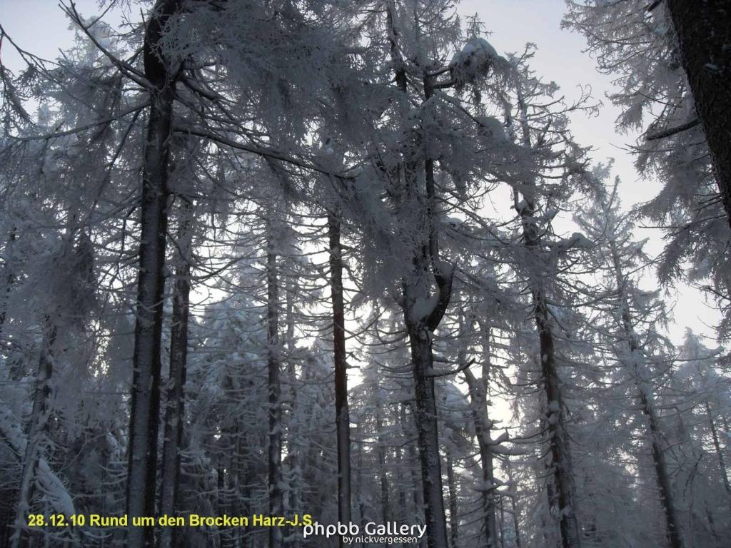 28.12.10 Rund um den Brocken-Harz (6)