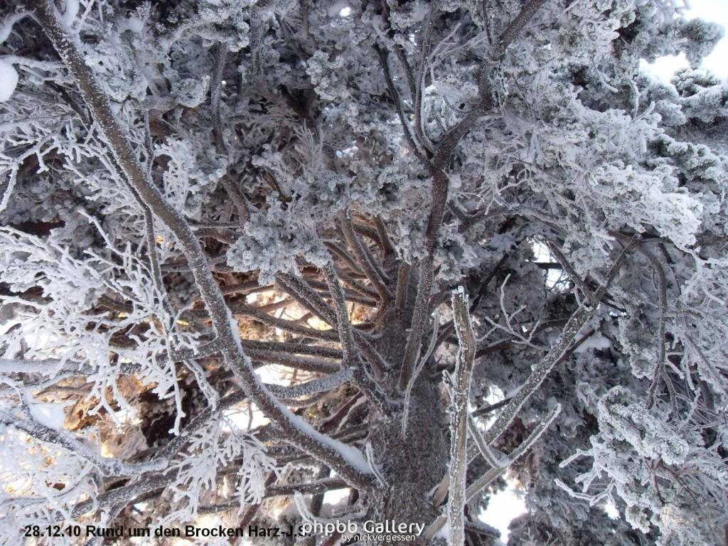 28.12.10 Rund um den Brocken-Harz (11)