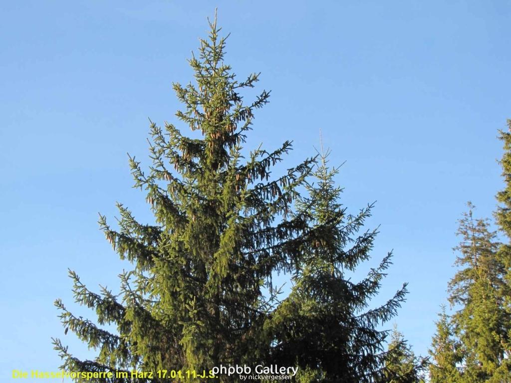 17.01.11 An der Hasselbachsperre-Harz-J.S. (7)