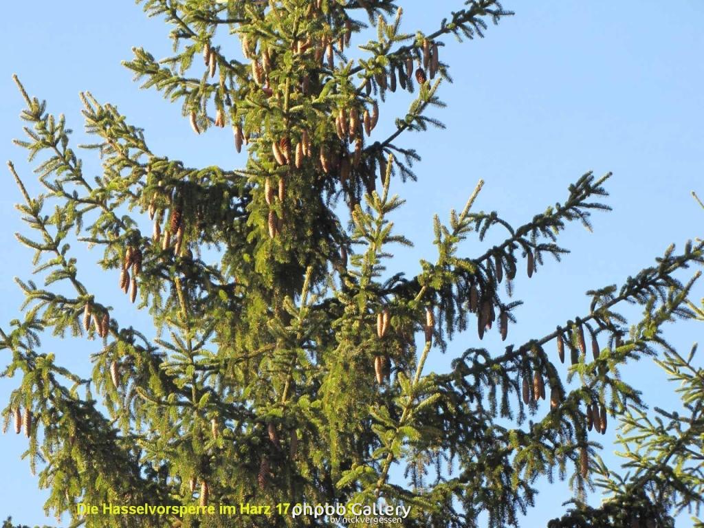 17.01.11 An der Hasselbachsperre-Harz-J.S. (8)