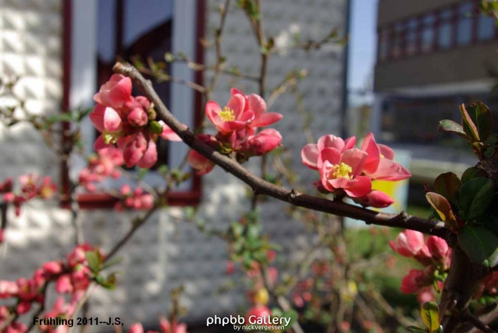 Frühling 2011 (1).