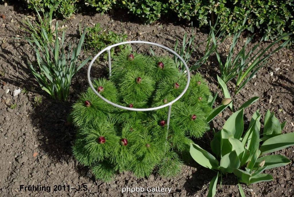 Frühling 2011 (2).
