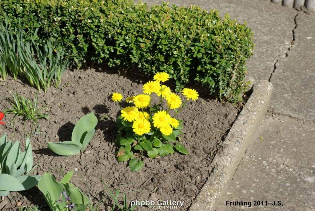 Frühling 2011 (3).