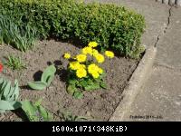 Frühling 2011 (3).