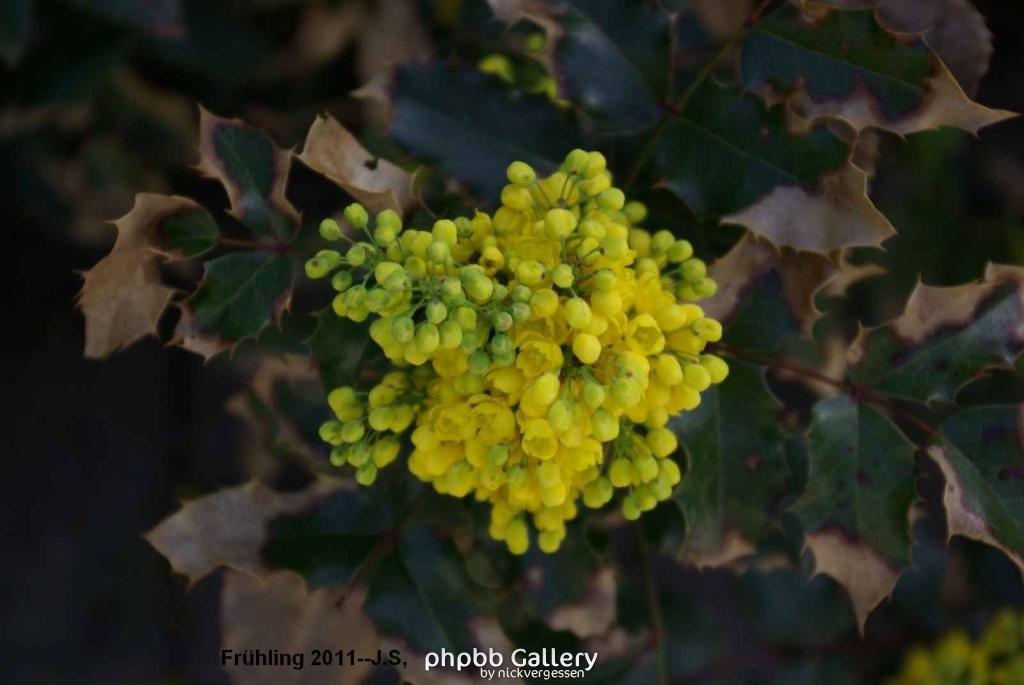 Frühling 2011 (4).