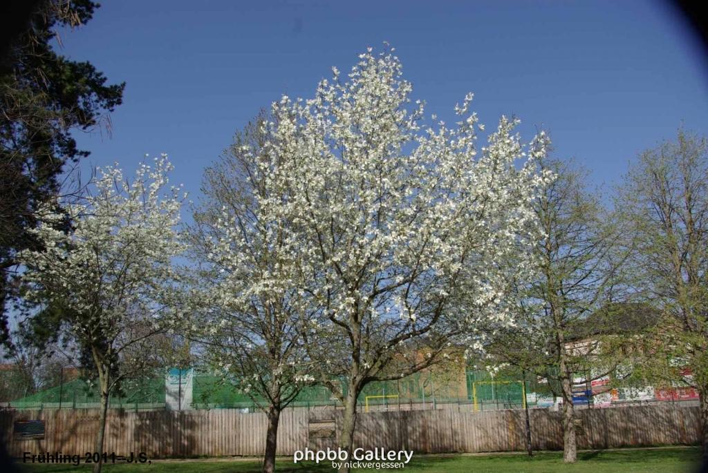 Frühling 2011 (5).