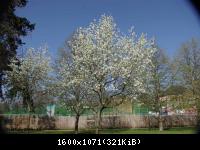 Frühling 2011 (5).
