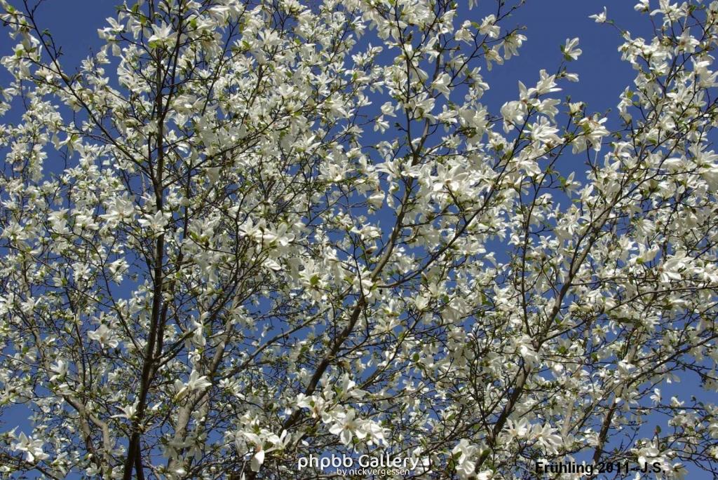 Frühling 2011 (6).