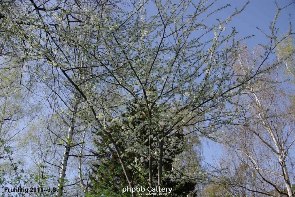 Frühling 2011 (7).