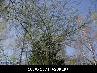 Frühling 2011 (7).