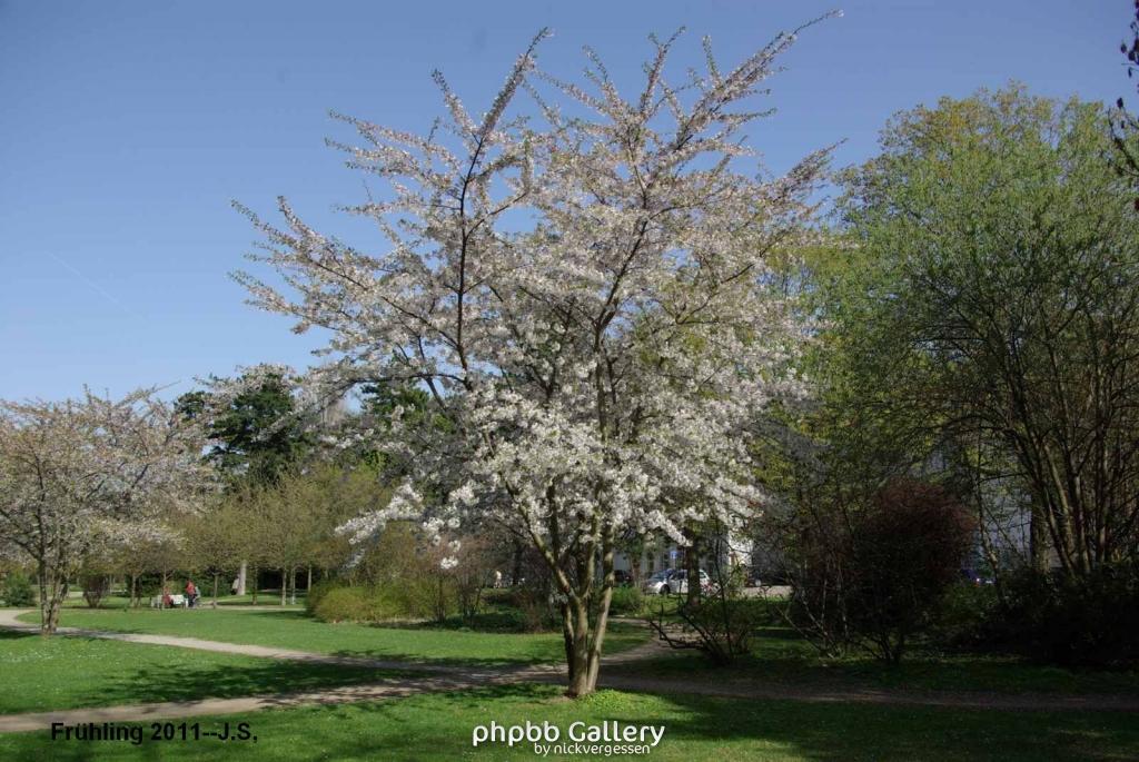 Frühling 2011 (8).