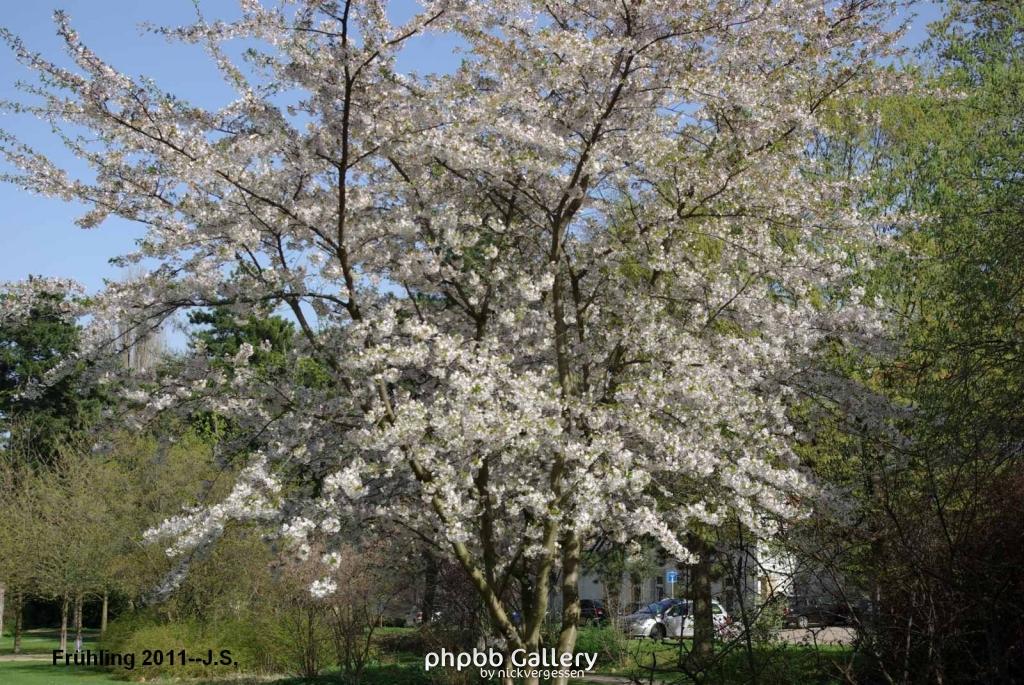 Frühling 2011 (9).