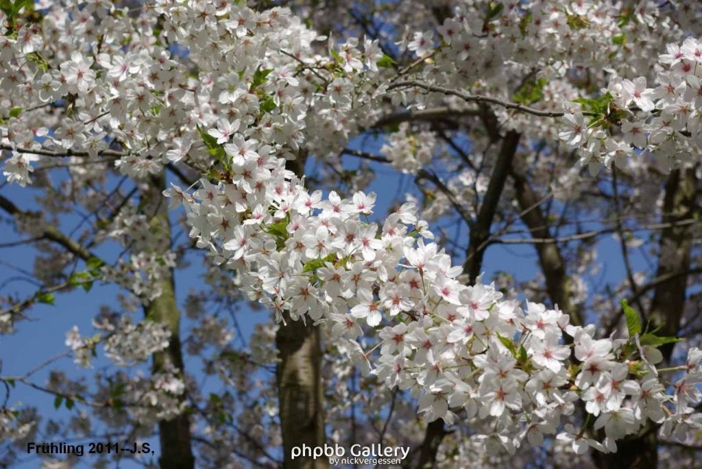 Frühling 2011 (10).