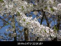 Frühling 2011 (10).