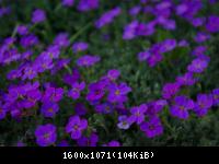 Frühling 2011 (13).