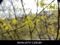 Frühling 2011 im Harz Blankenburg (4).