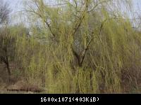 Frühling 2011 im Harz Blankenburg (6).