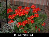 Frühling 2011 im Harz Blankenburg (19).