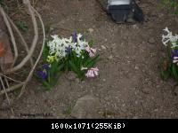 Frühling 2011 im Harz Blankenburg (20).