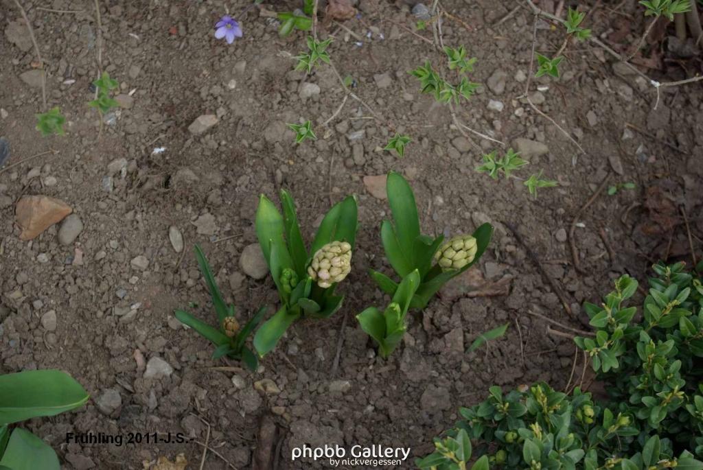 Frühling 2011 im Harz Blankenburg (21).