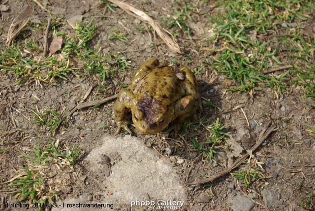 Frühling 2011 im Harz Blankenburg -Froschwanderung.