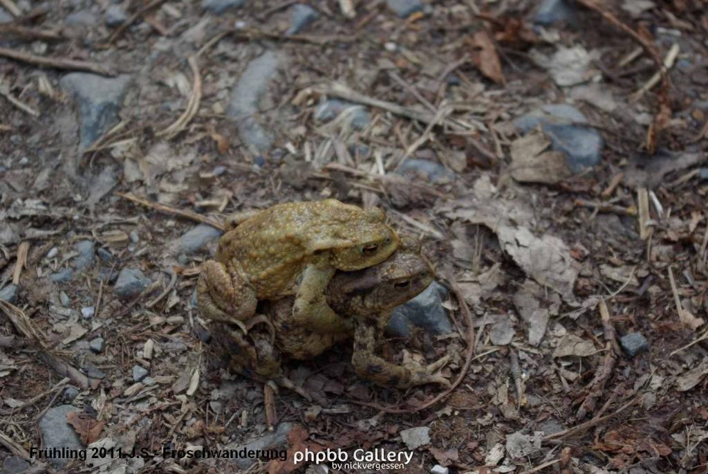 Frühling 2011 im Harz Blankenburg -Froschwanderung (2).