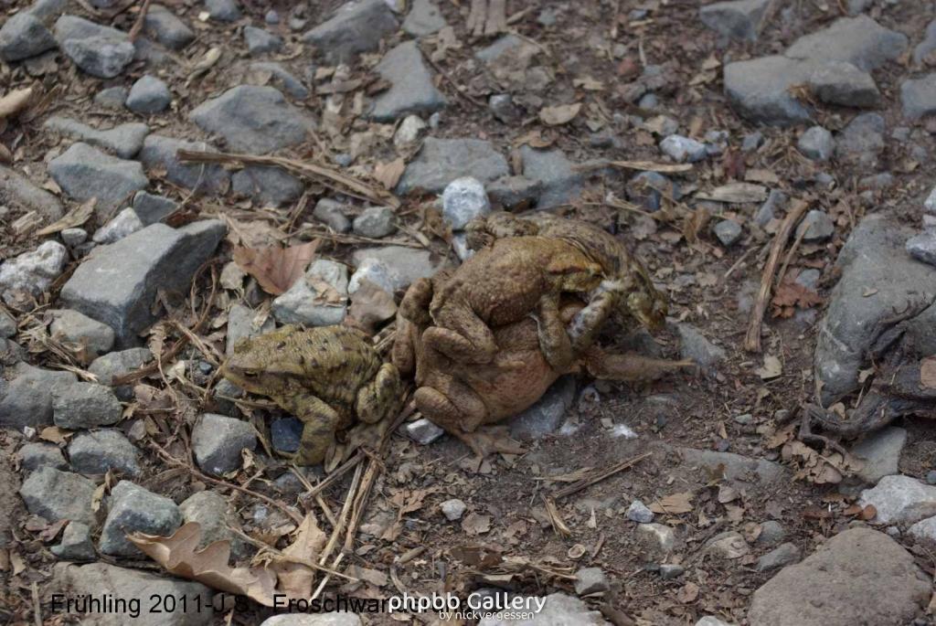 Frühling 2011 im Harz Blankenburg -Froschwanderung (3).