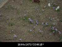 Frühling 2011 im Harz Blankenburg -Froschwanderung (4).