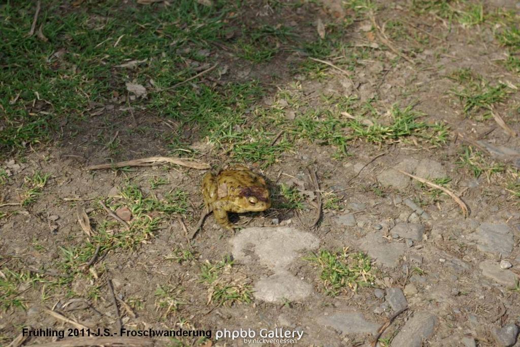 Frühling 2011 im Harz Blankenburg -Froschwanderung (5).