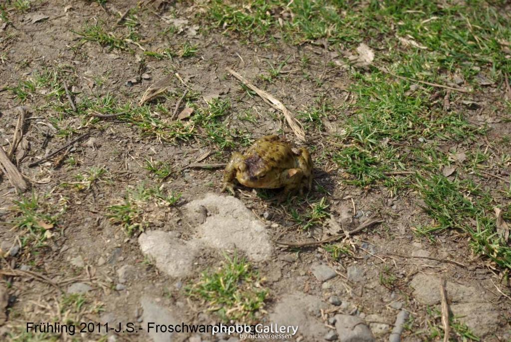 Frühling 2011 im Harz Blankenburg -Froschwanderung (6).