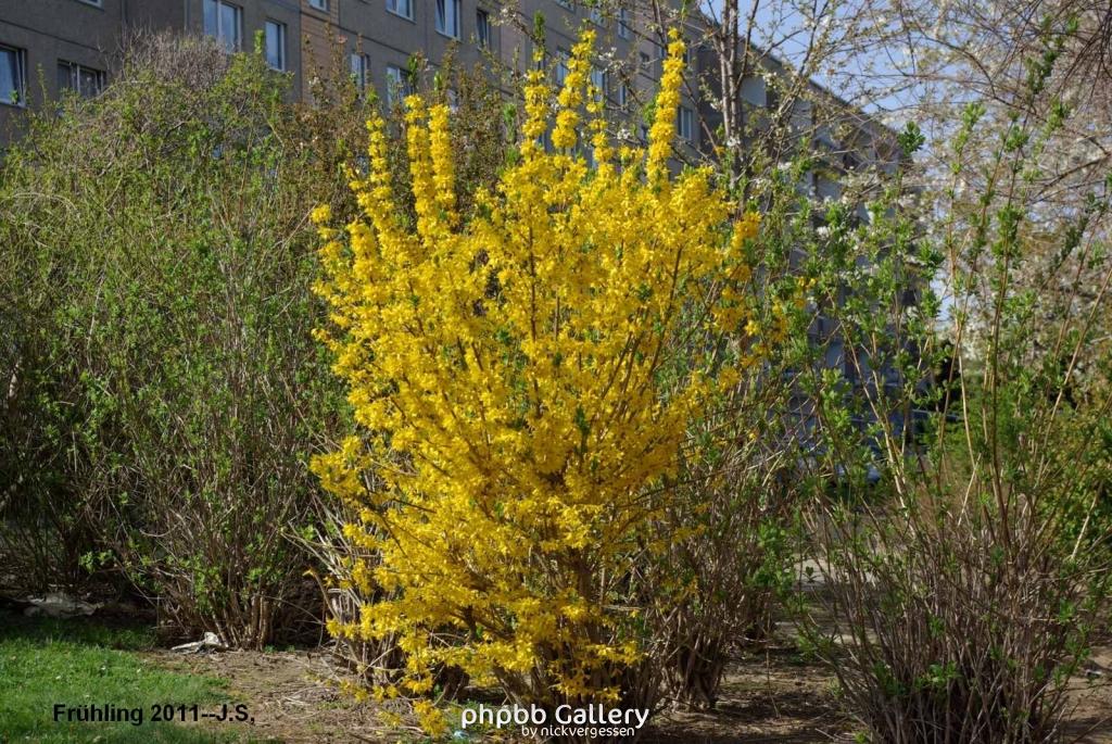 Frühling 2011.