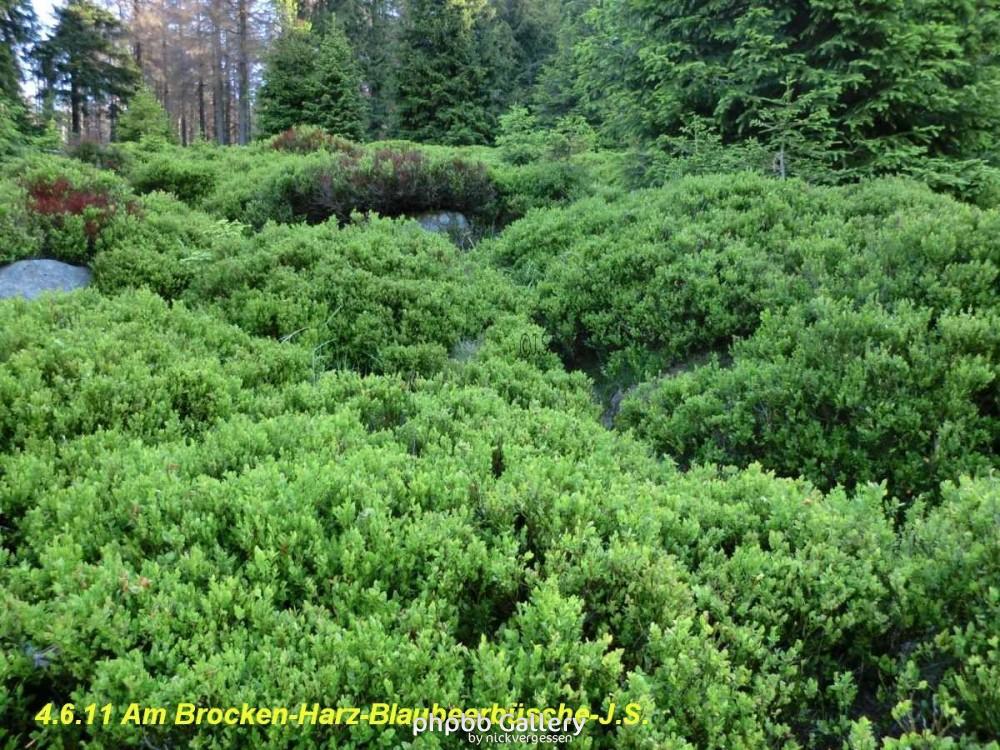 4.6.11 Brocken Harz Wanderung (4)
