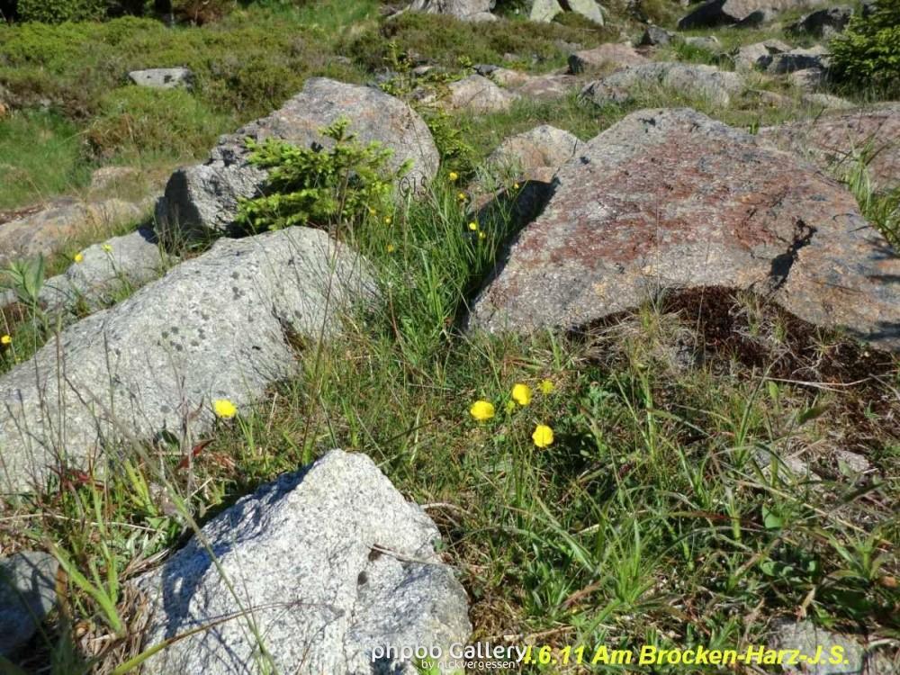 4.6.11 Brocken Harz Wanderung (7)