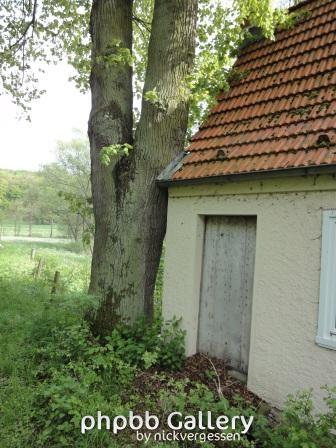 Baum macht sich breit...