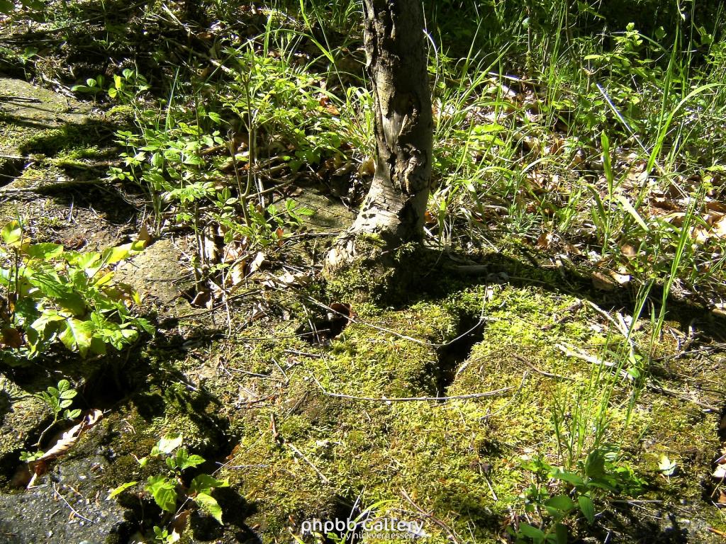 Ifta Fuest Luederbach 53  23052010