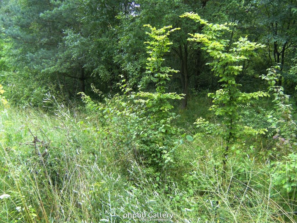 Kella Hitzelrode 08  090809