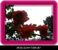 Blumen in meinem Garten