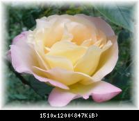 Blumen in meinem Garten