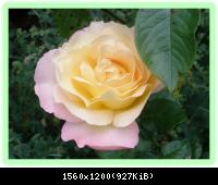 Blumen in meinem Garten