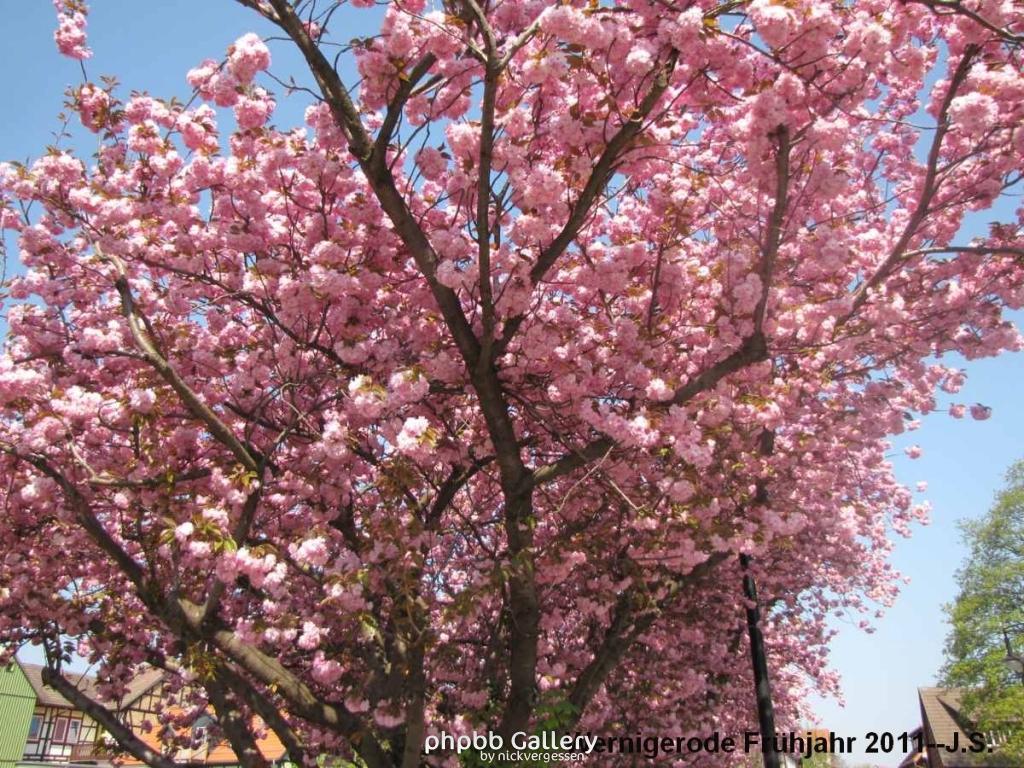 20.04.11 Wernigerode Frühjahr (12).