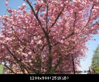 20.04.11 Wernigerode Frühjahr (12).