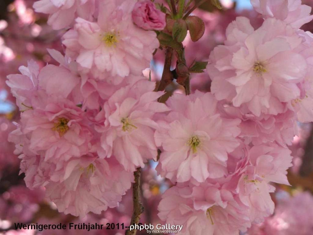 20.04.11 Wernigerode Frühjahr (13).