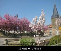 20.04.11 Wernigerode Frühjahr (15).