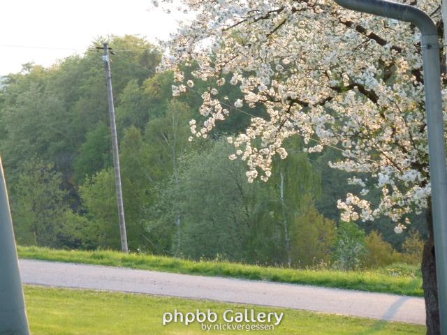 Apfelblüte in der Rhön