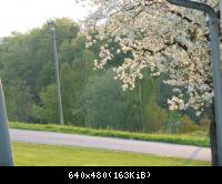 Apfelblüte in der Rhön