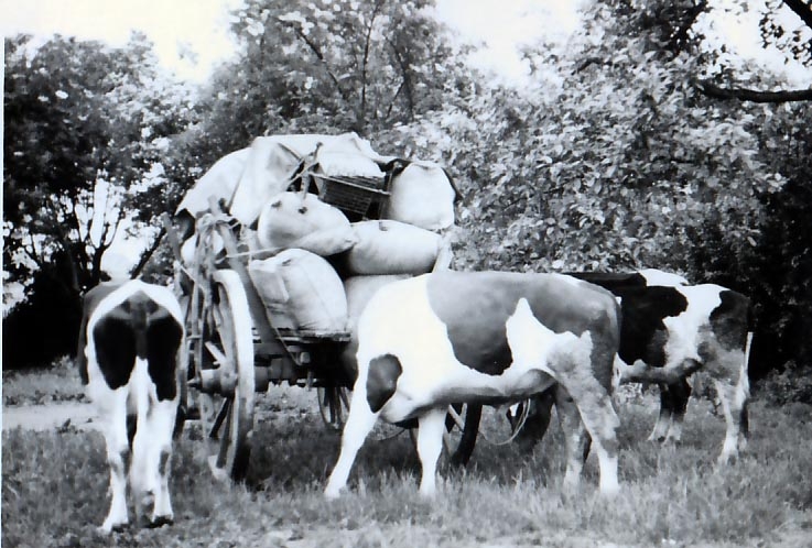 Flucht in den 50er Jahren