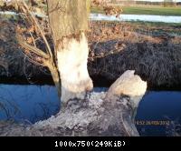 Ein fleißiger Biber