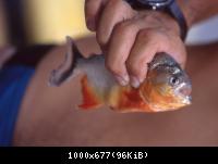 Gestrige Angelerfolge