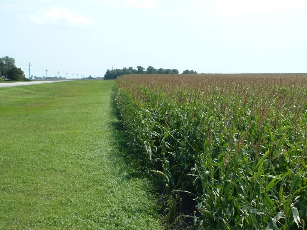 Maizfelder, Iowa